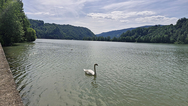 Schwan auf der Donau bei Passau, umgeben von bewaldeten Hügeln und einer ruhigen Flusslandschaft.