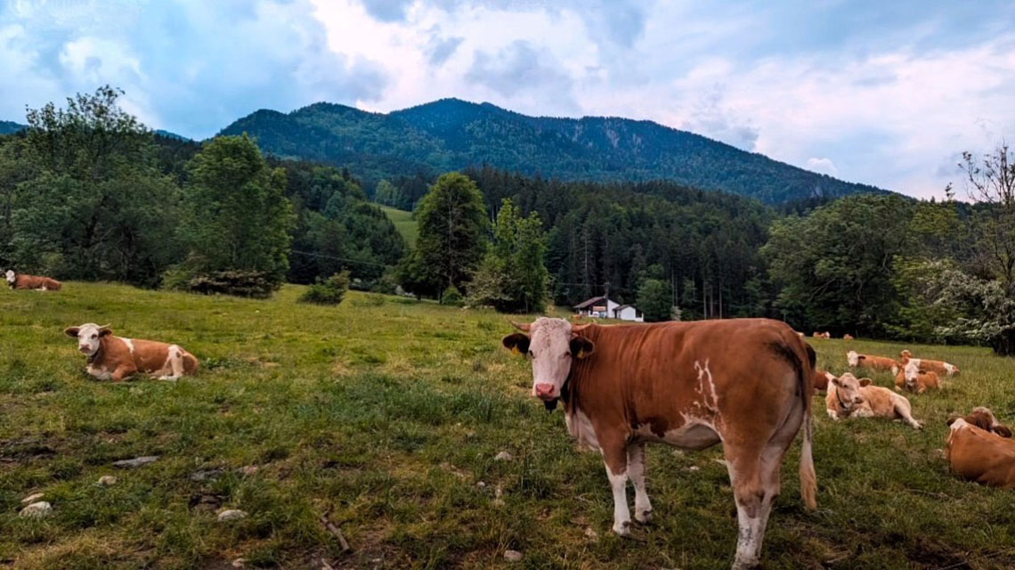 Zu sehen ist eine Kuh auf einer Bergwiese.